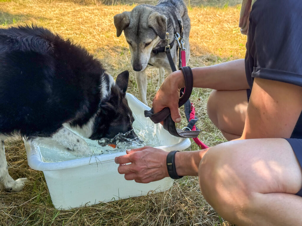 Hund planscht in der Wanne.