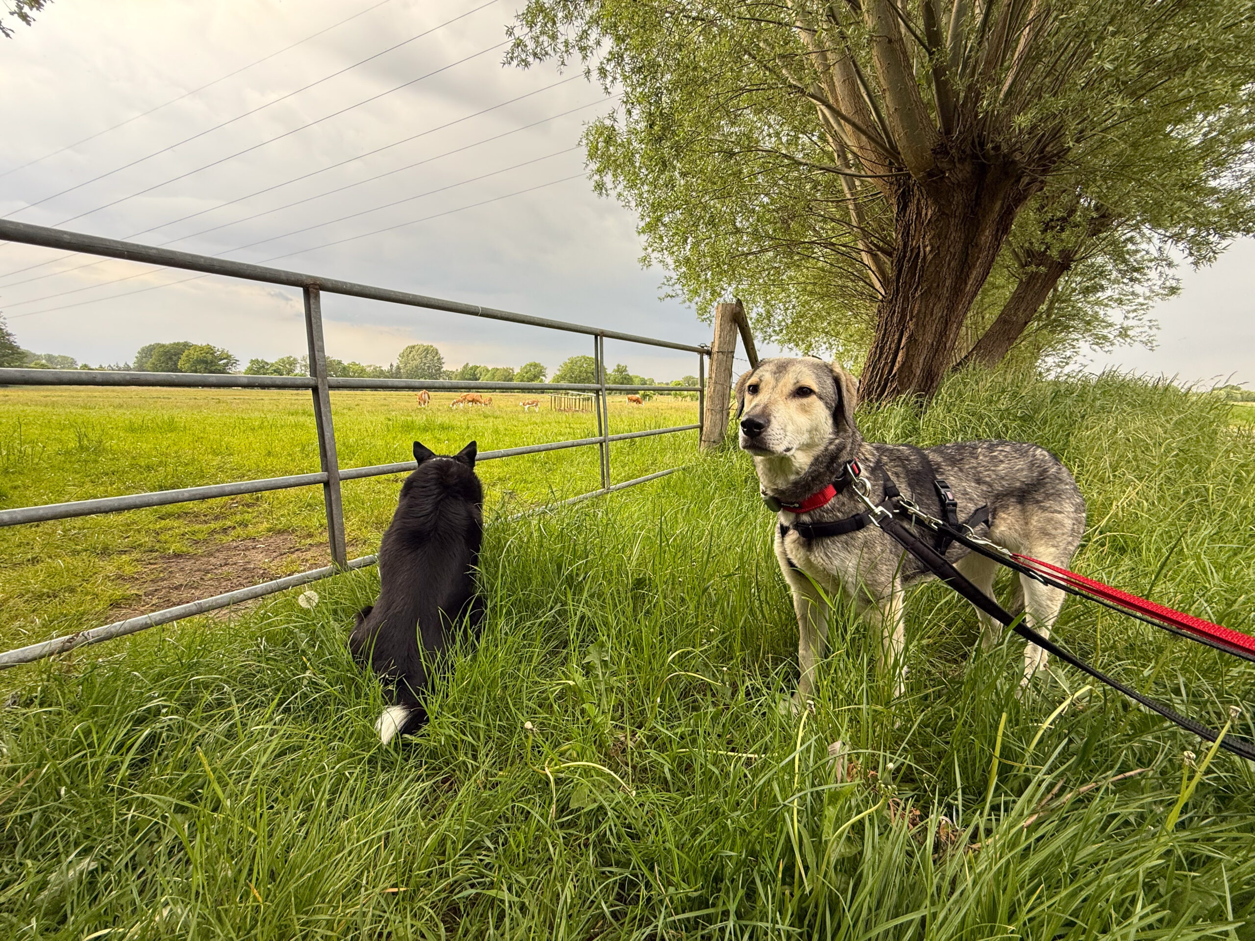 Bordercollie Rocky hütet aus der Ferne die Kühe