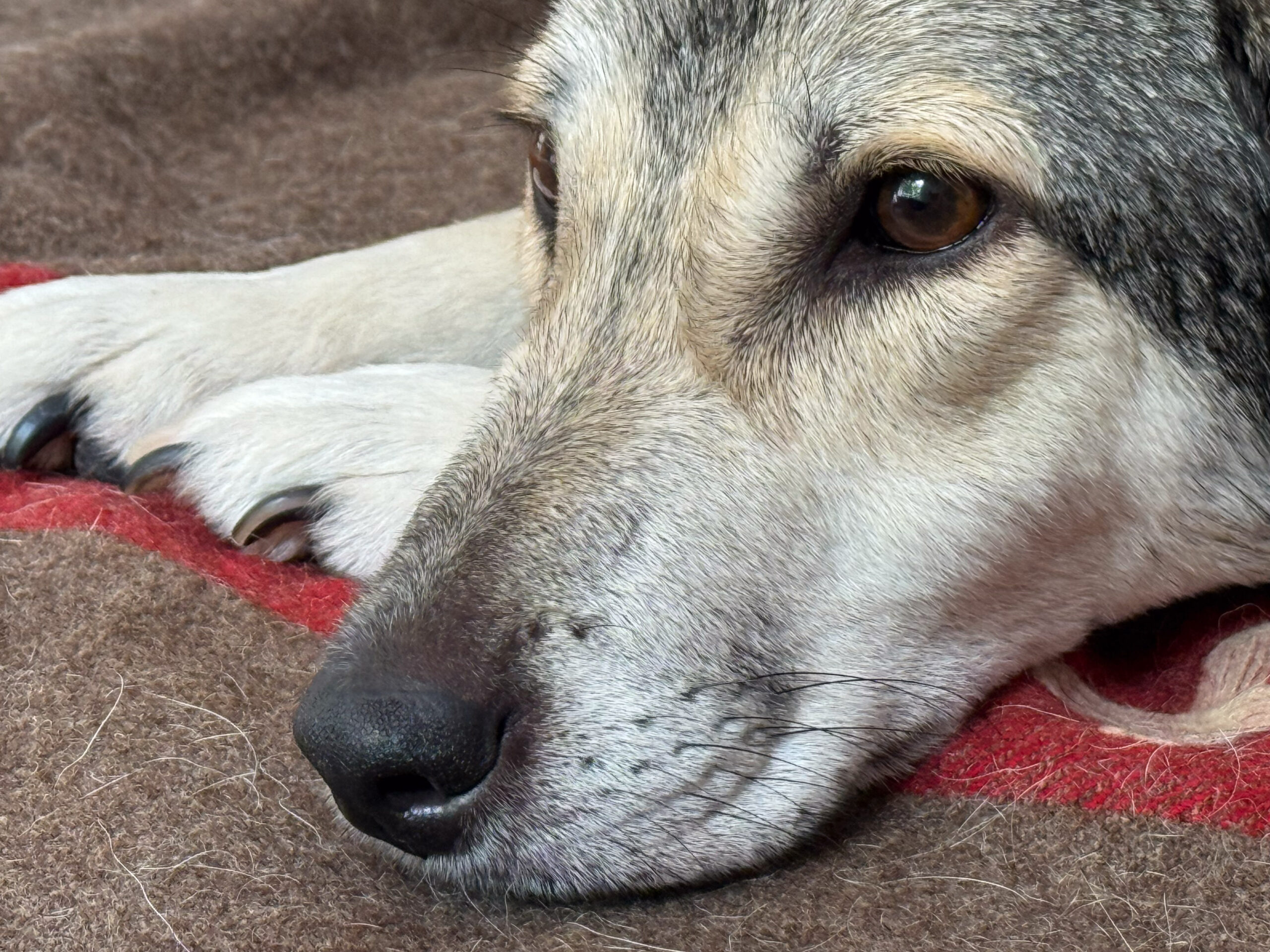 Hallo Hunde, hallo Menschen!