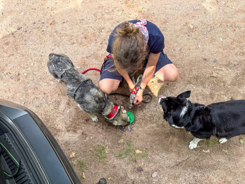 Die Hunde bekommen unterwegs Wasser in ein grünes Napf.