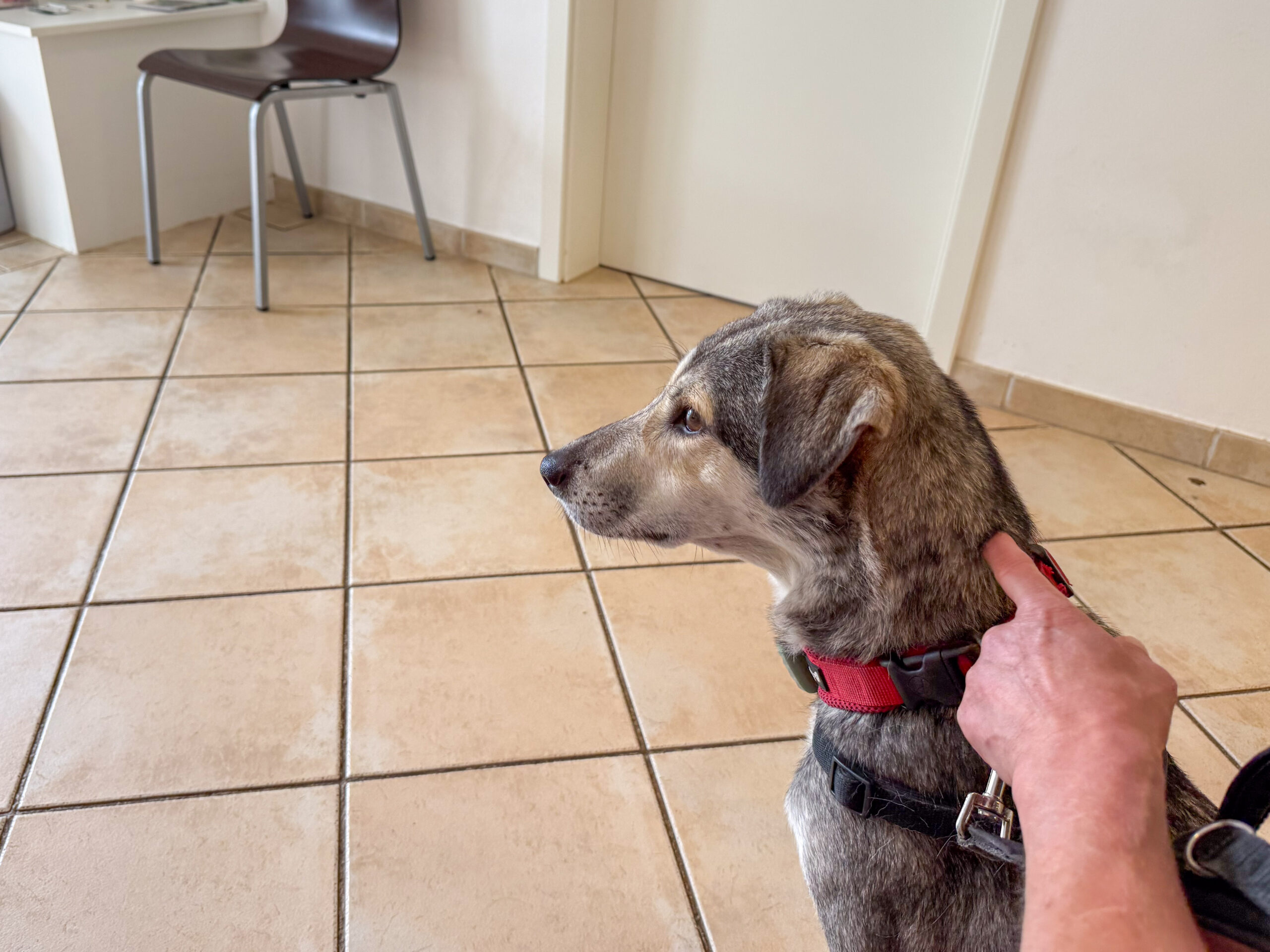 Besuch beim Tierarzt