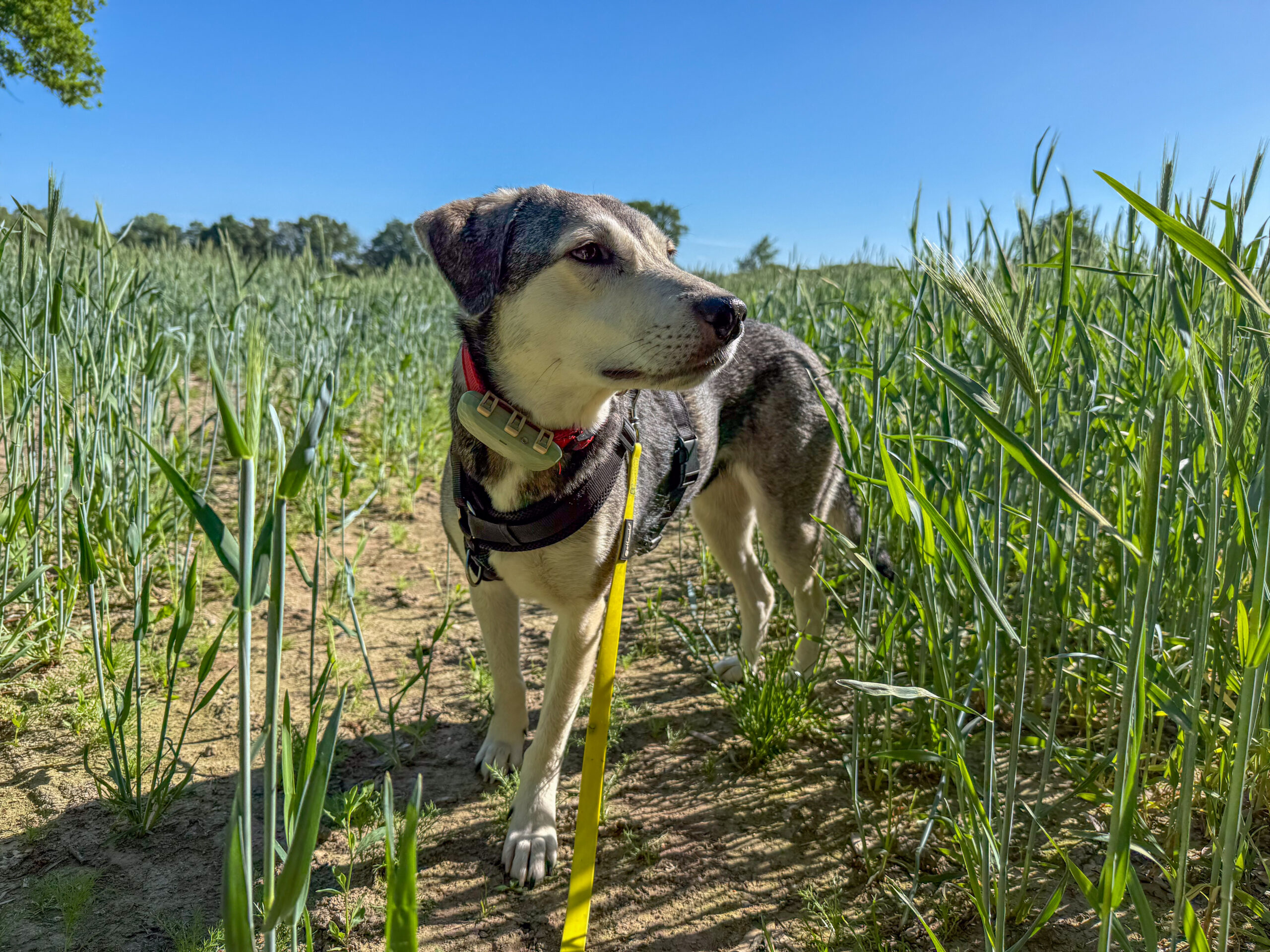 Hund tanuschka steht am Rande eines Getreidefeldes und betrachtet die Höhe der wachsenden Halme.