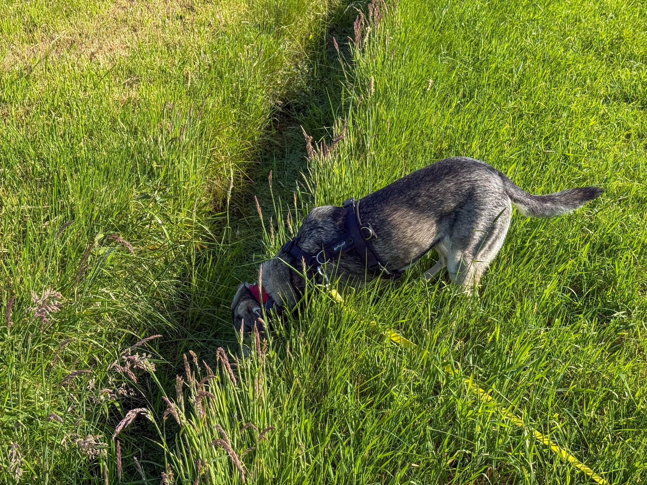 Hund Tanuschka steckt auf einer grünen Wiese den Kopf tief in einen Graben.