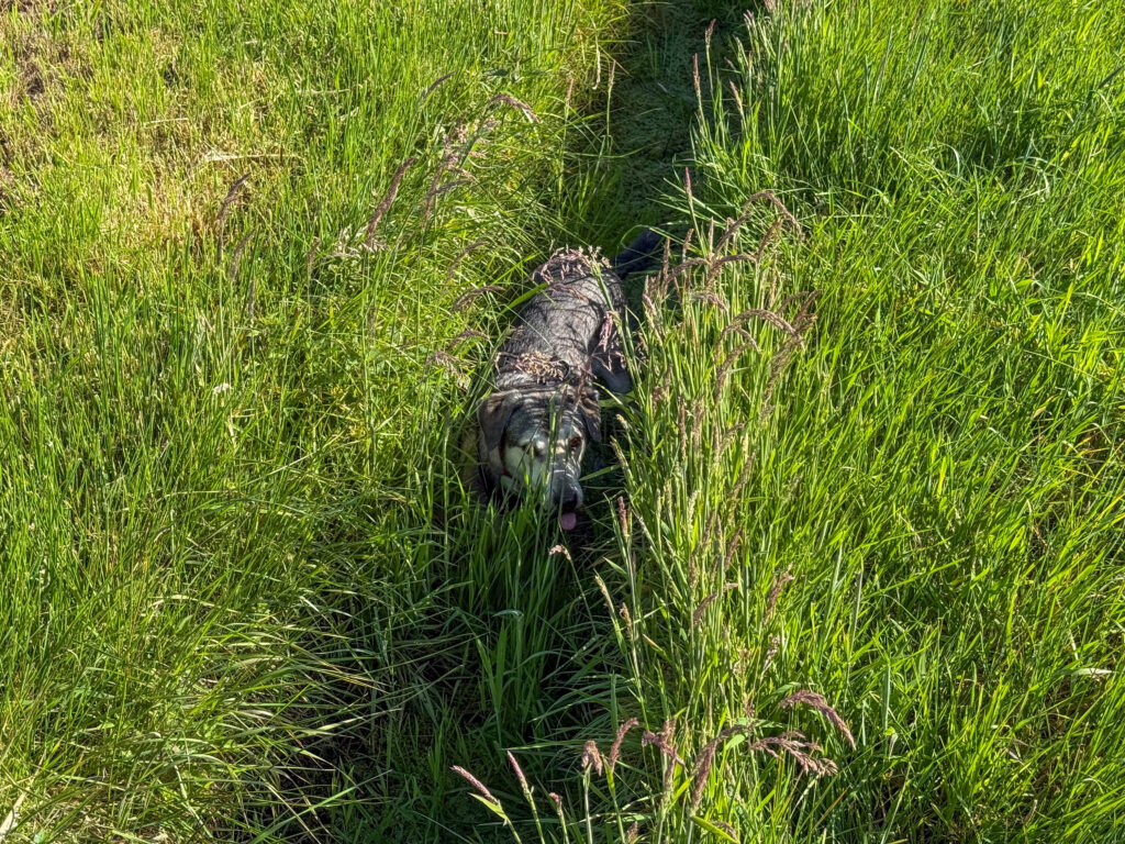 Hund Tanuschka springt in einen Graben, der eine grüne Wiese durchzieht.