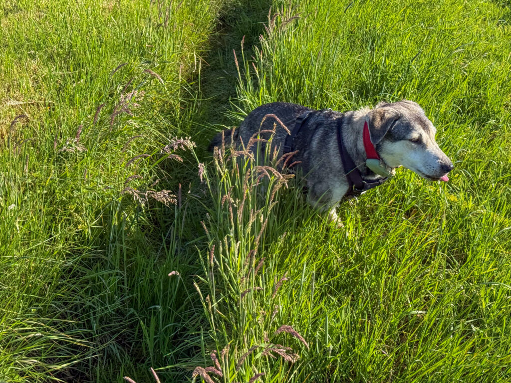 Hund Tanuschka klettert aus dem Graben und leckt sich mit der Zunge das Maul.
