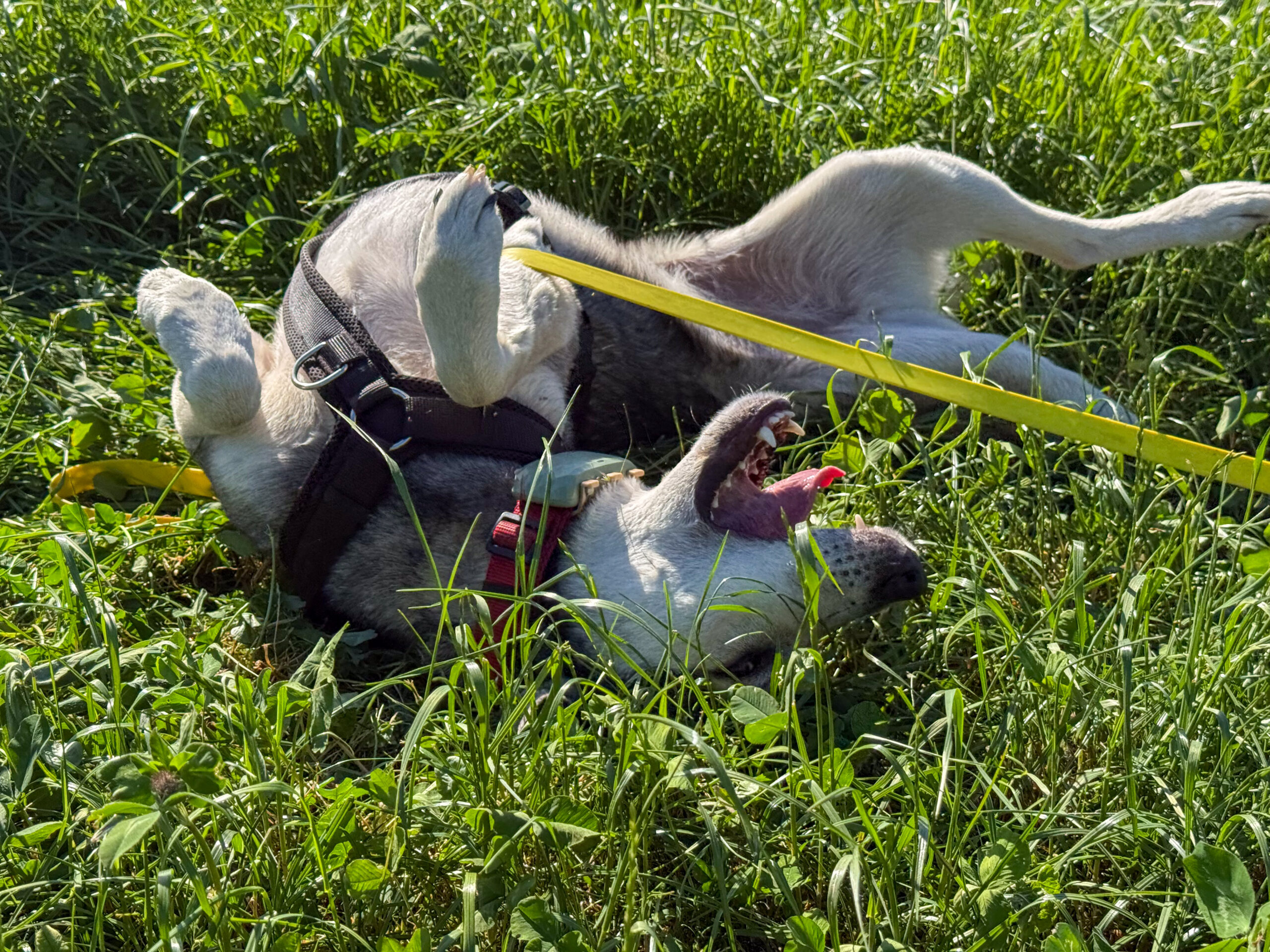 Hund Tanuschka wälzt sich voller Lebensfreude im Gras einer Wiese.