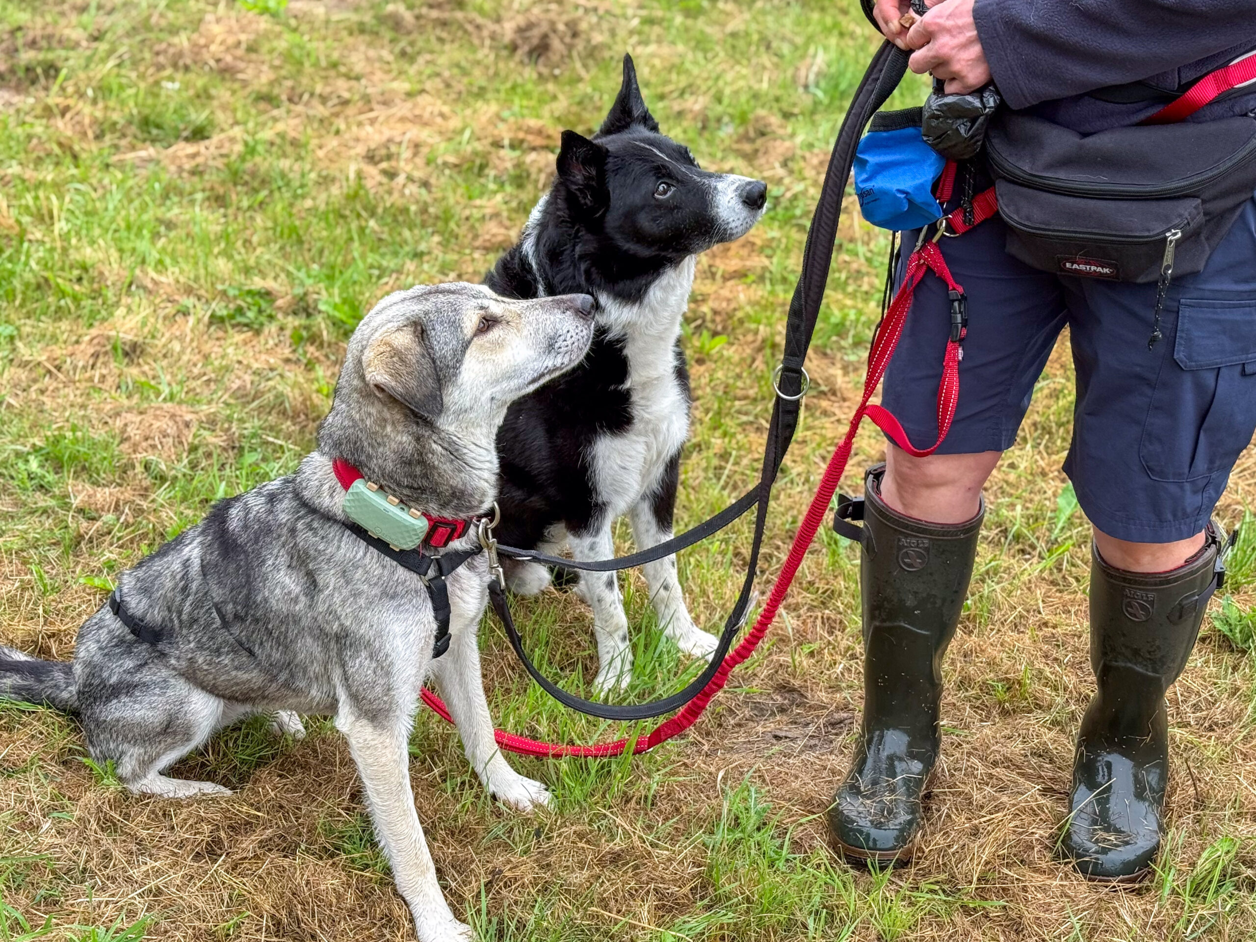 Hund erwarten ein Leckerchen