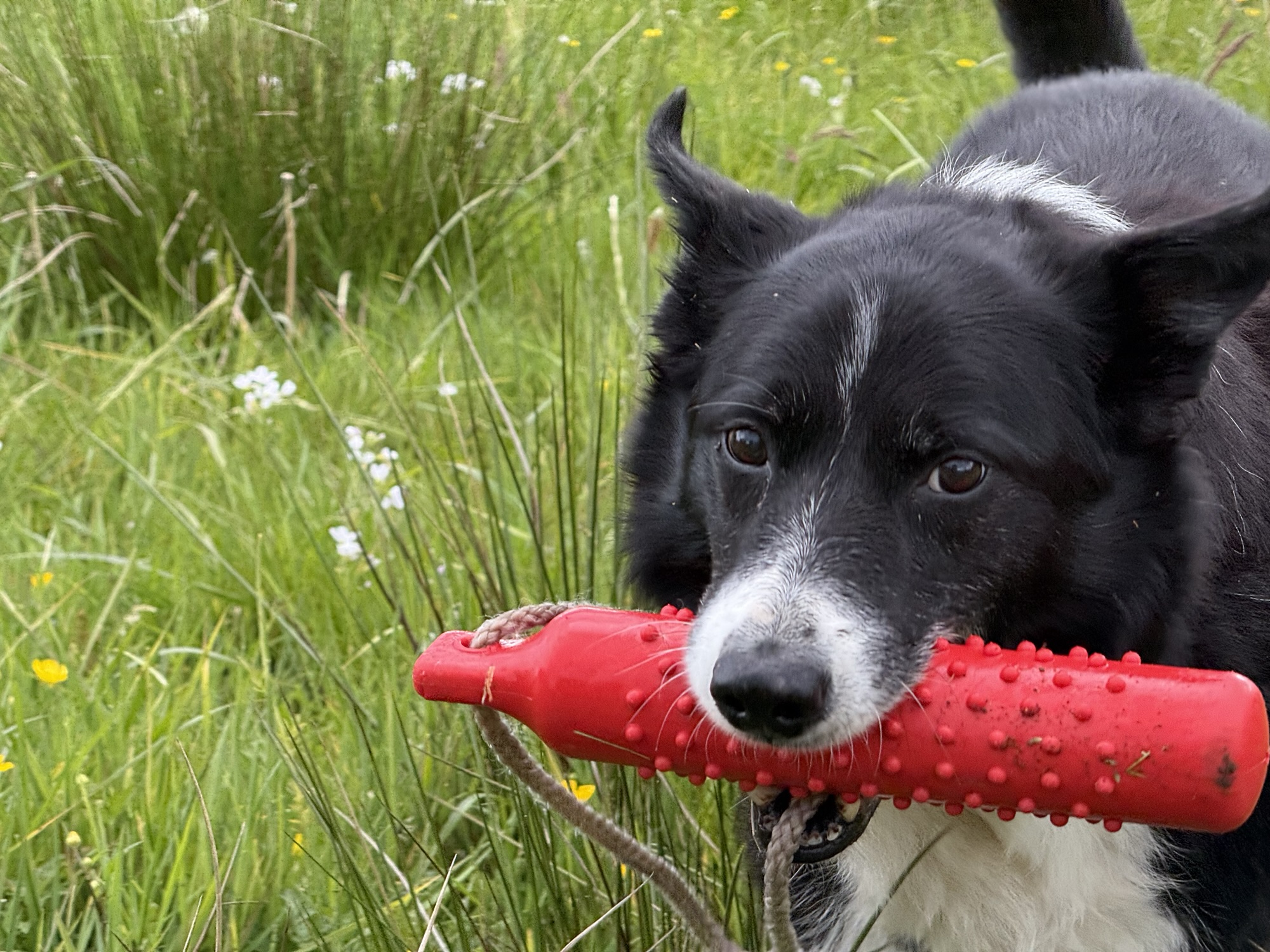 Hund Rocky auf der Wiese mit einem roten Spielzeug im Maul.