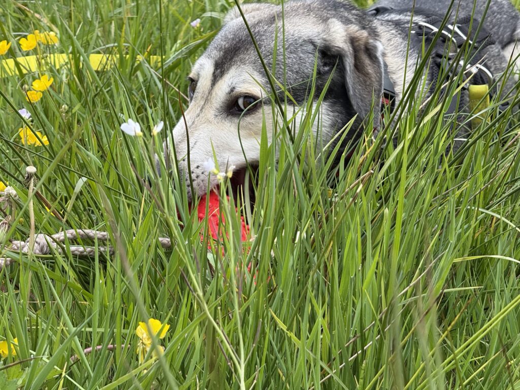 Hund Tanuschka liegt im hohen Gras und hat nun das rote Spielzeug im Maul.