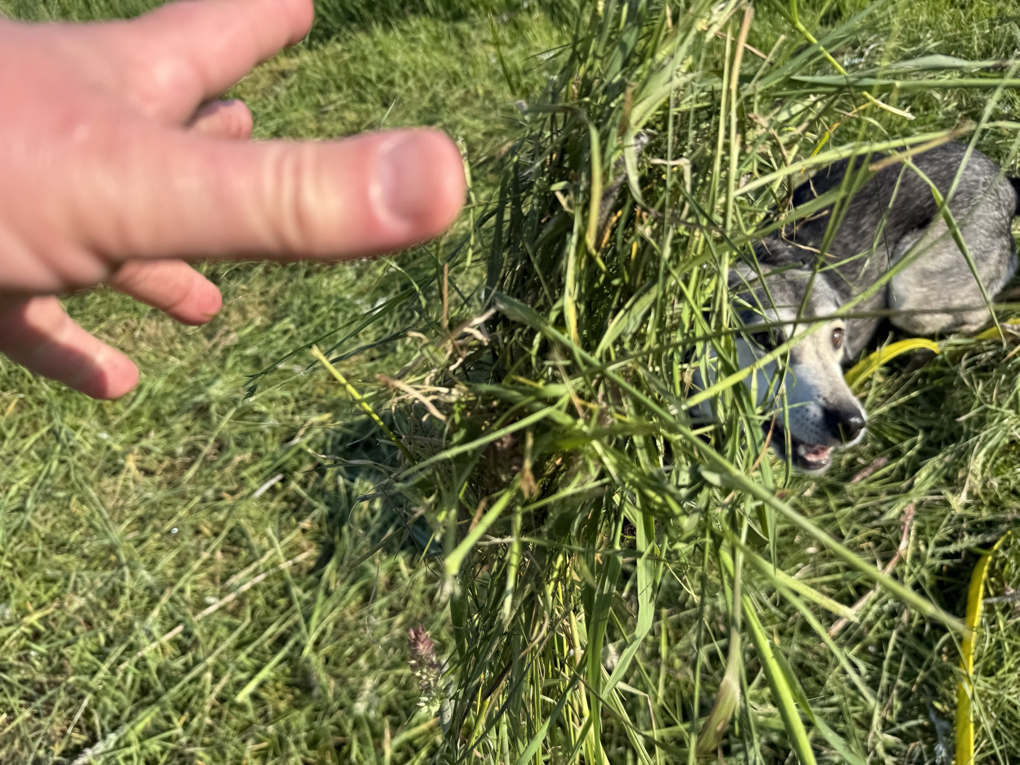 Hund Tanuschka liegt auf der grünen Wiese und wird mit frisch gemähtem Gras beworfen. Man sieht noch die werfende Hand von Michael.