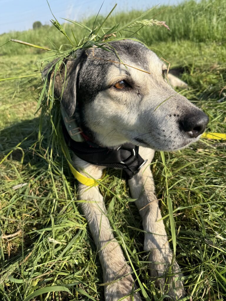 Hund Tanuschka auf der grünen Wiese, Kopf mit Grasschnitt bedeckt und blickt in die Ferne.