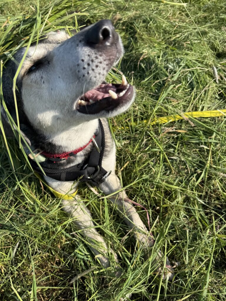 Hund Tanuschka auf der grünen Wiese, Kopf mit Grasschnitt bedeckt.