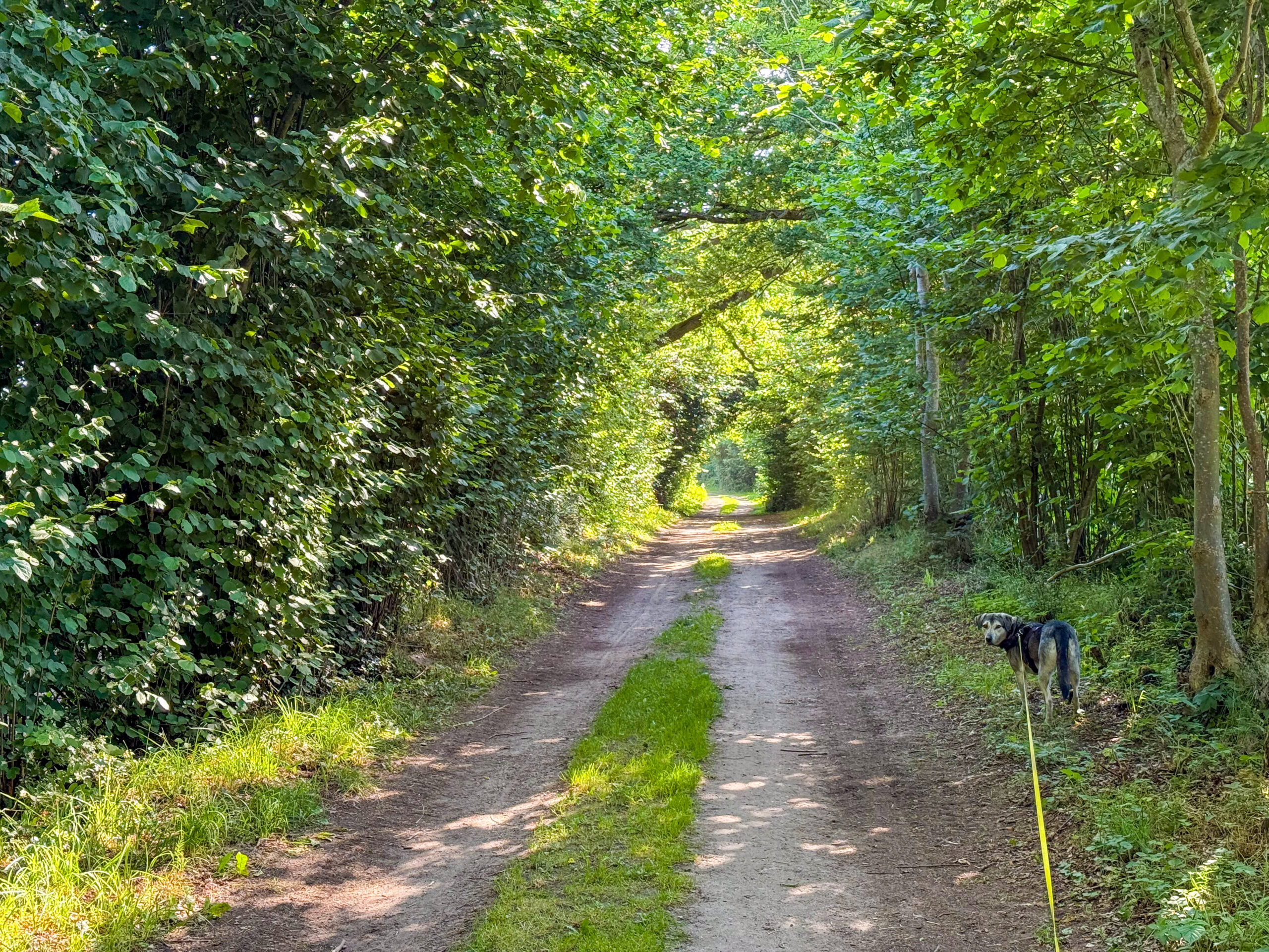 Schattiger Weg in der Sommerhitze
