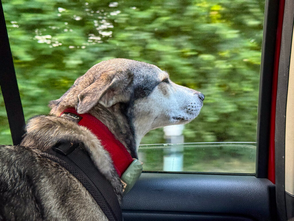Tanuschka sitzt hinten im Auto undhält durch das fast runtergedrehte Seitenfenster, die Nase in den Wind.