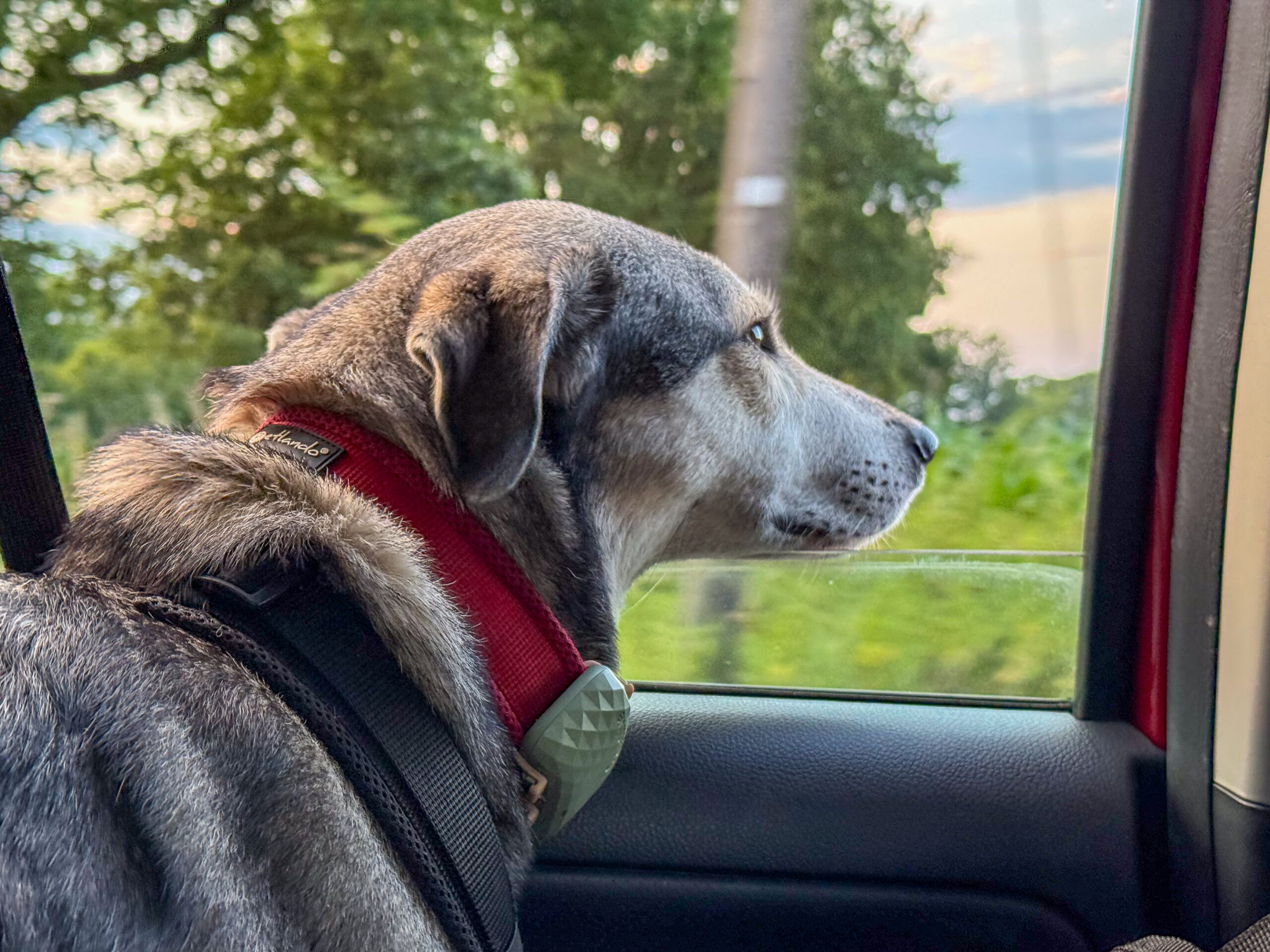 Nase im Wind