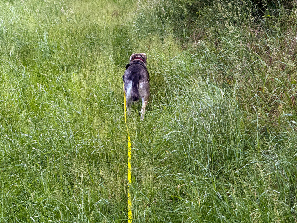 Hund Tanuschka läuft durch das hohe Gras am Wiesenrand.