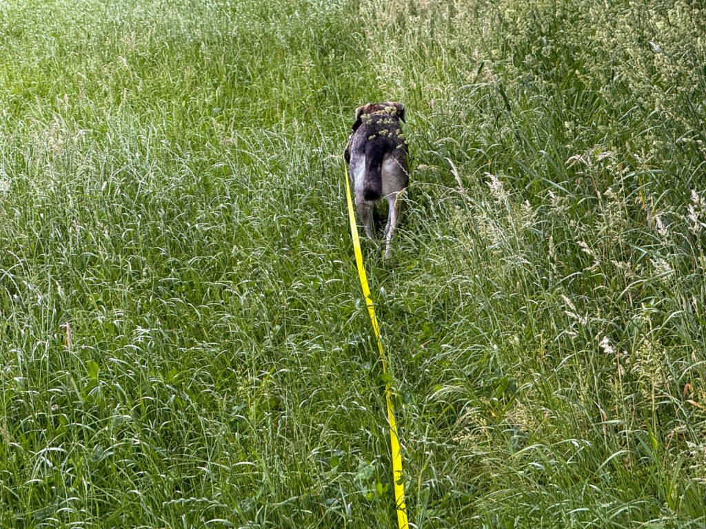 Hund Tanuschka läuft durch das hohe Gras am Wiesenrand.