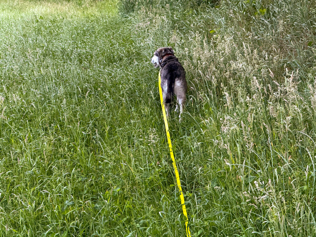 Hund Tanuschka läuft durch das hohe Gras am Wiesenrand und dreht ganz leicht den Kopf.