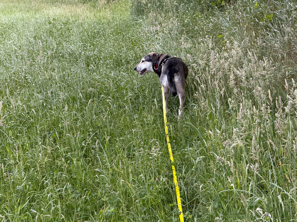 Hund Tanuschka läuft durch das hohe Gras am Wiesenrand und blickt sich um.