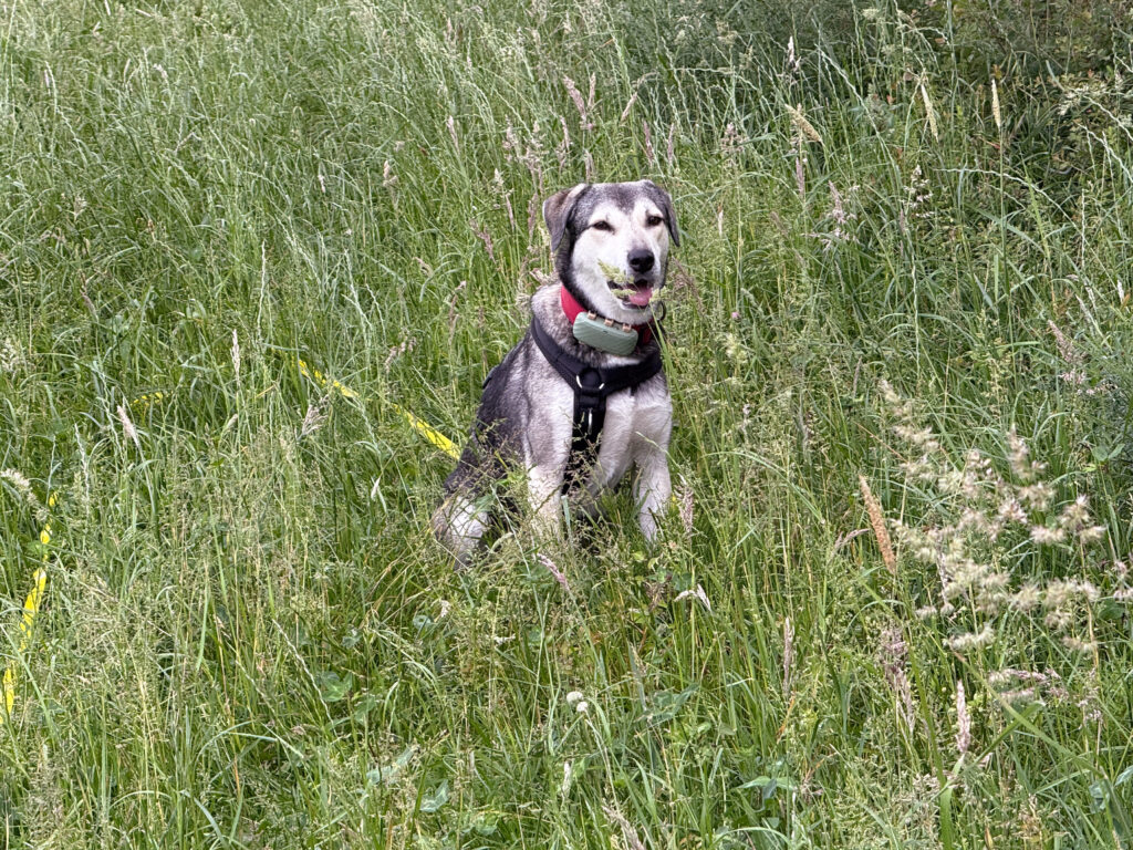 Hund Tanuschka sitzt am Wiesenrand.