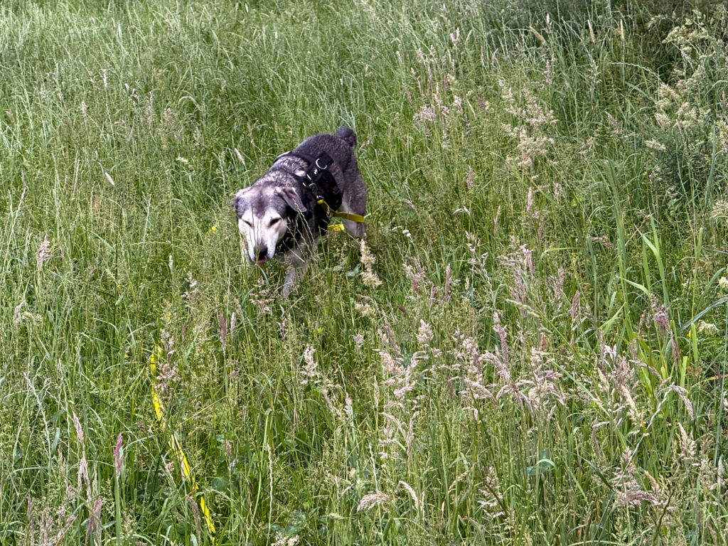 Hund Tanuschka dreht sich um.