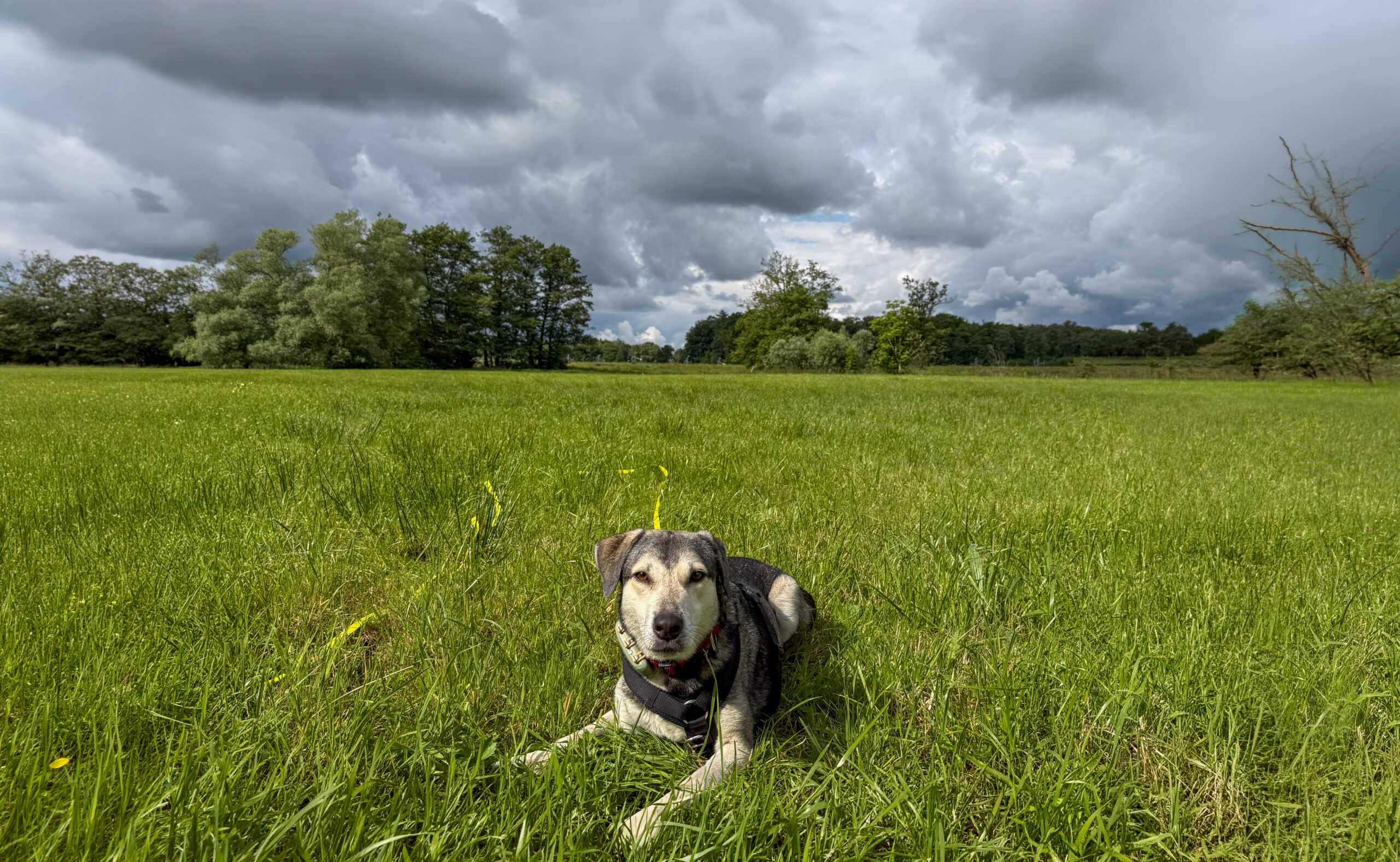 Kleiner Hund unter dramatischem Himmel