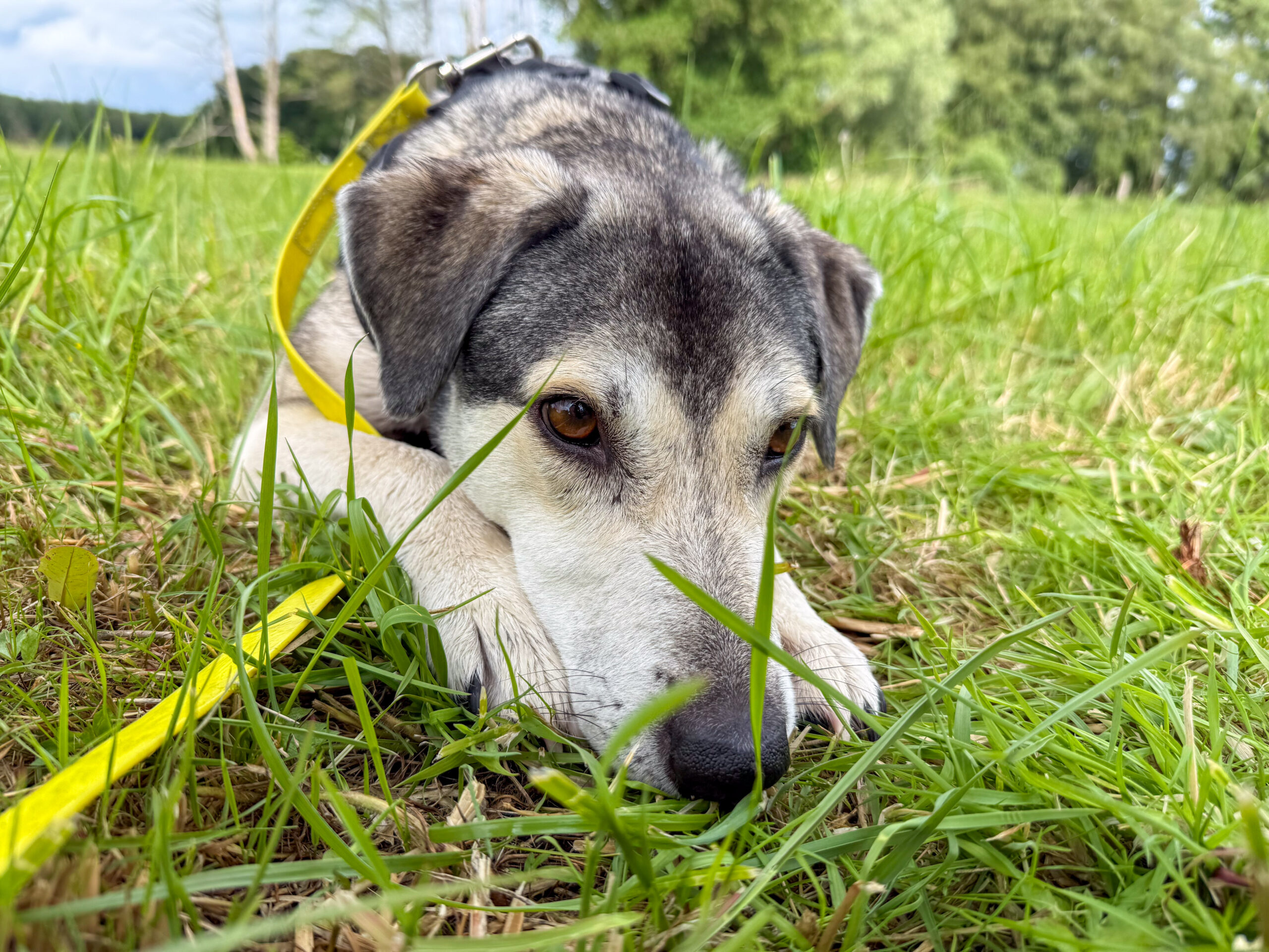 Wir Hunde aus Rumänien