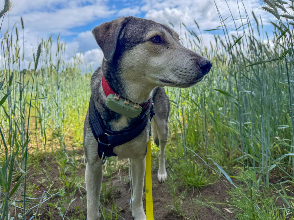 Hund Tanuschka steht am Rand des immer höher wachsenden Kornfelds.