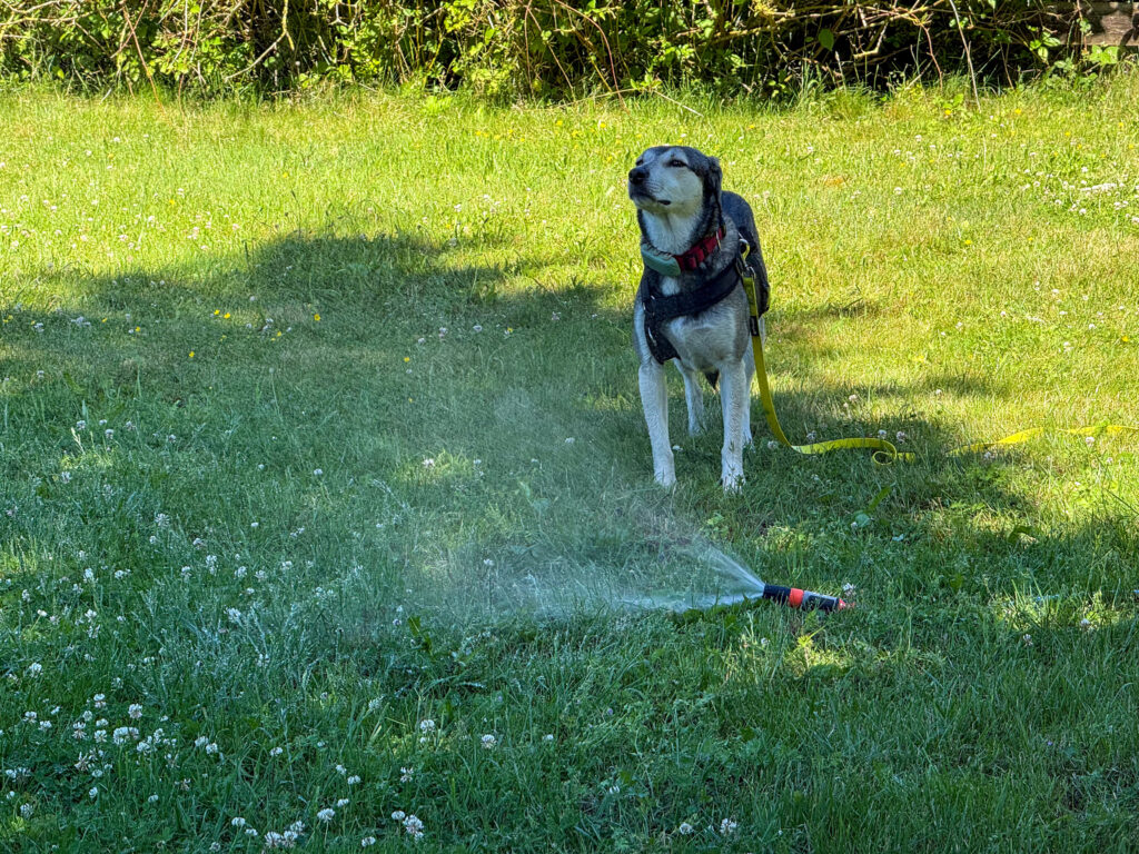 Hund Tanuschka steht neben dem Gartenschlauch und wittert in die feuchte Luft.