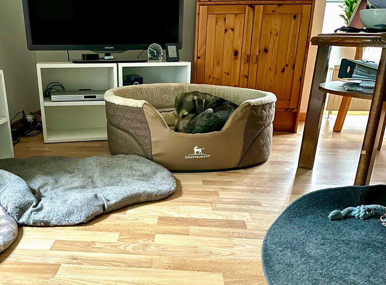 Tanuschka liegt im neuen Hundebett mit dem hohen Rand.