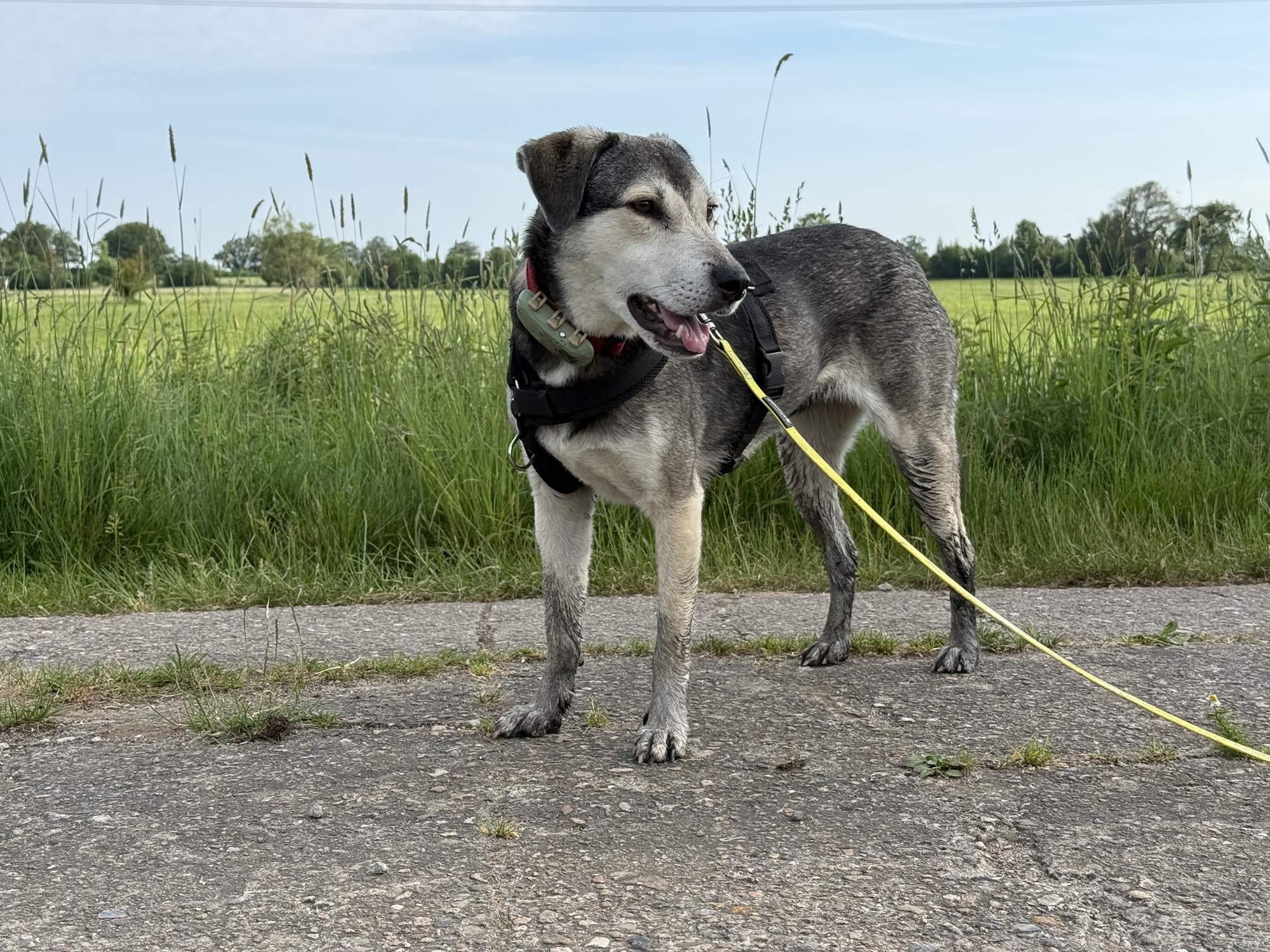 Der rumänische Schwarzfusshund