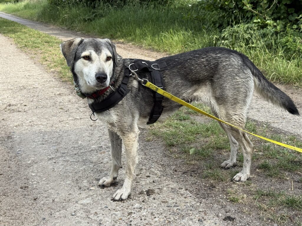 Der rumänische Weissfusshund.