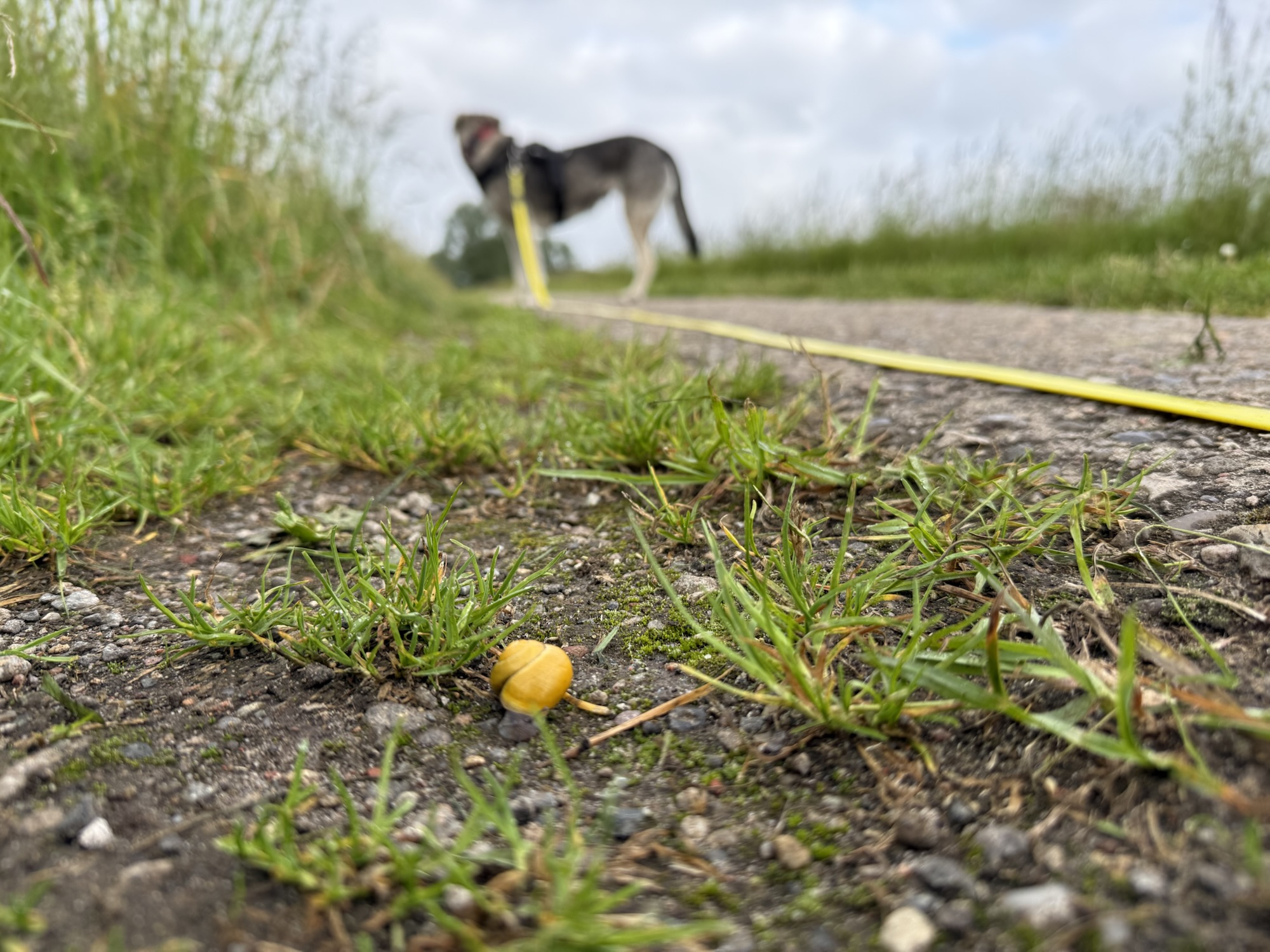 Kleine gelbe Schnecke mit Hund