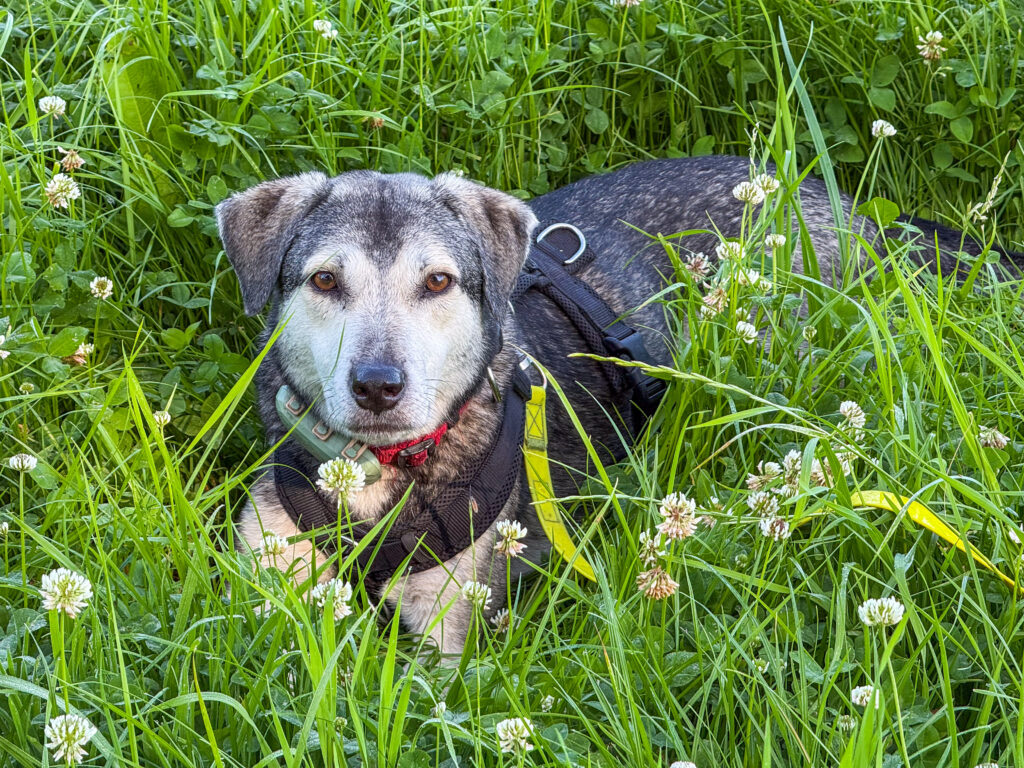 Hund TANUSCHKA, eben noch versteckt im Gras, taucht wieder auf.