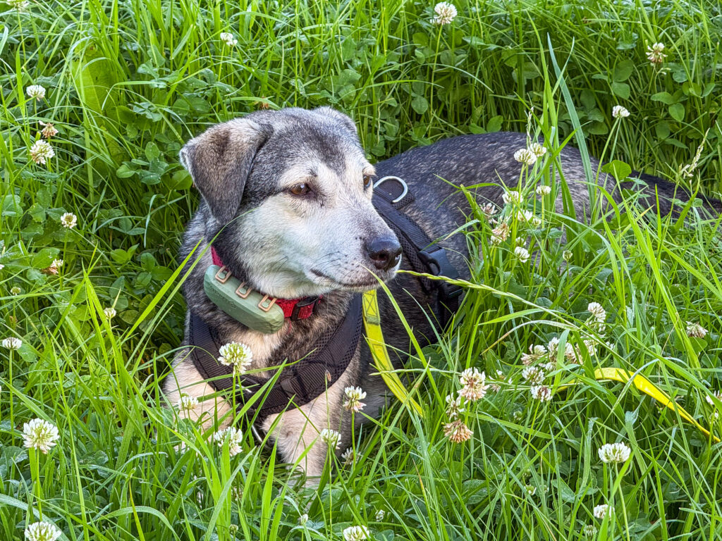 Hund TANUSCHKA, eben noch versteckt im Gras, taucht wieder auf und schaut nachdenklich zur Seite.