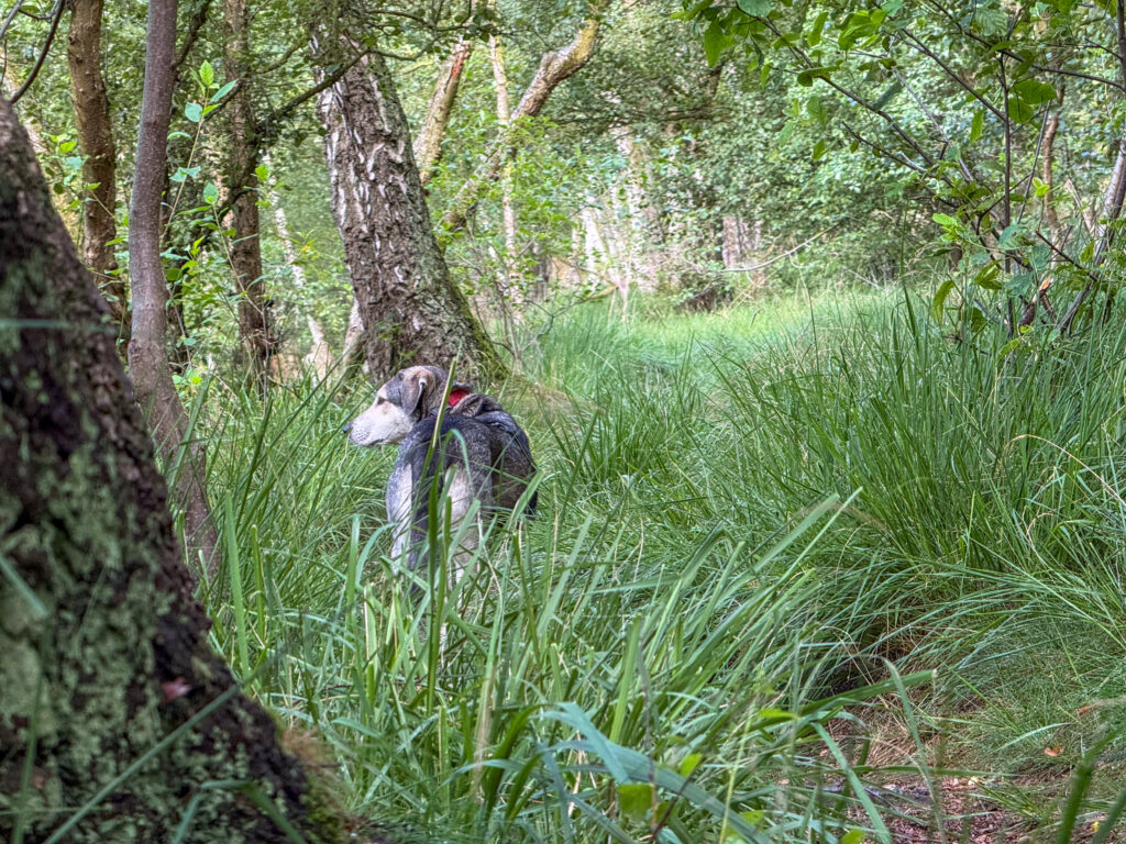 Hund Tanuschka auf dem torfigen Moorweg zwischen hohem Gras und Birken.
