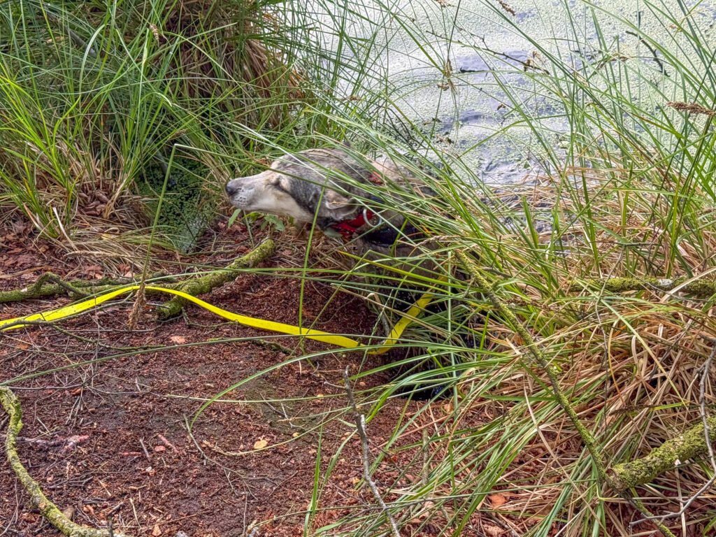 Hund TANUSCHKA ist in den Moorsee gefallen und krabbelt wieder ans Ufer.