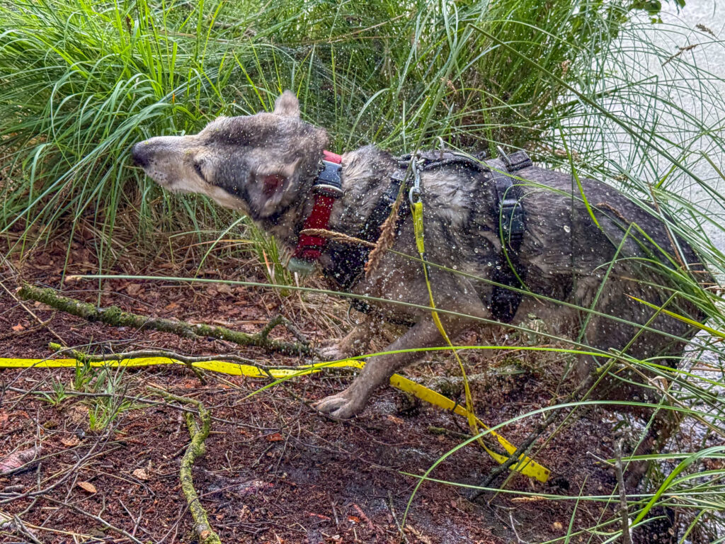 Hund Tanuschka schüttelt sich das Moorwasser aus dem Fell.