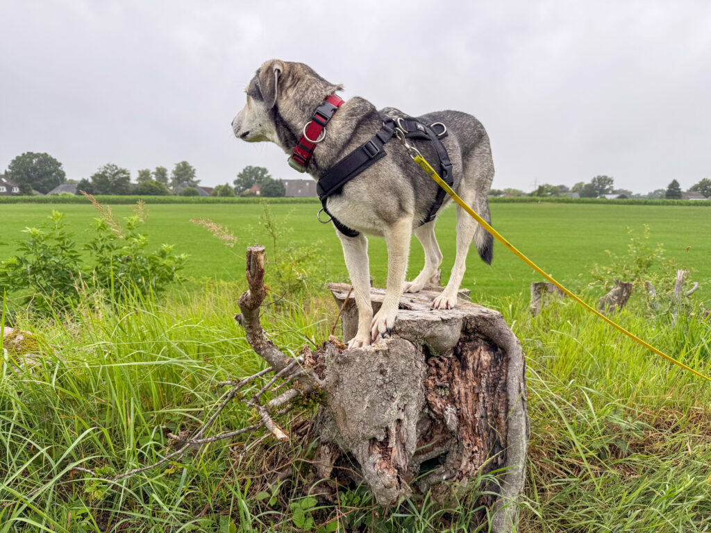 Hund Tanuschka steht auf dem Baumstumpf und Blickt über die Landschaft.