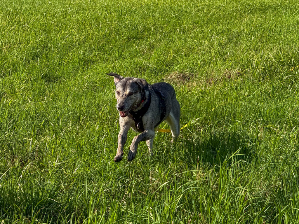 Hund TANUSCHKA ist voller Schlamm aus dem Graben.