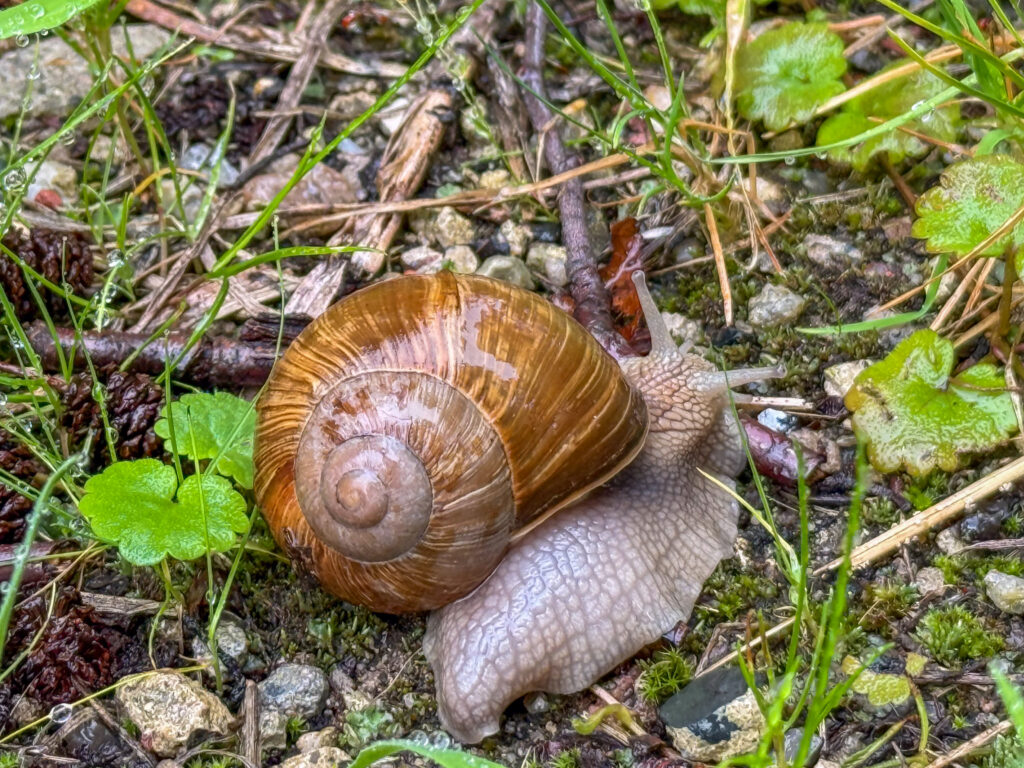 Eine Schnecke im regen.