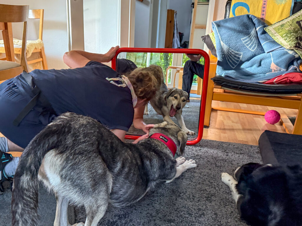 Hund TANUSCHKA liegt vor dem Spiegel und schaut hinein.