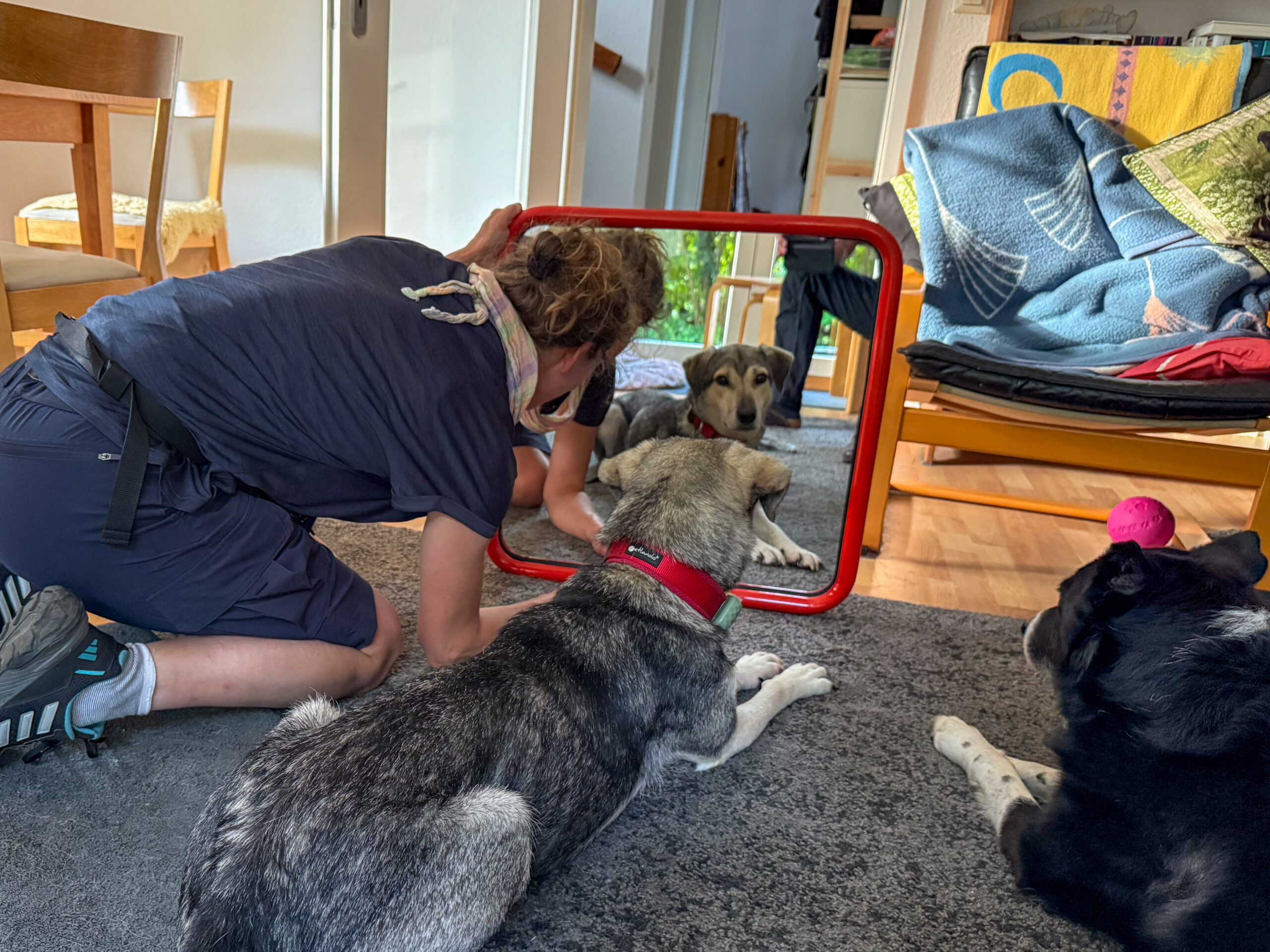Hund im Spiegel