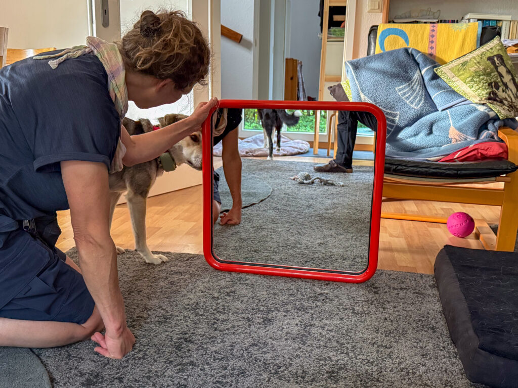Hund TANUSCHKA schaut hinter den Spiegel.