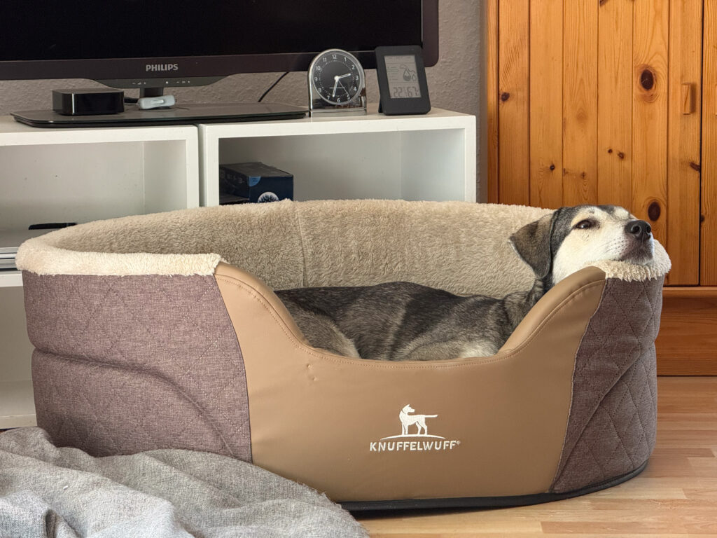 Tanuschka liegt im neuen Hundebett mit dem Kopf auf dem hohen Rand.