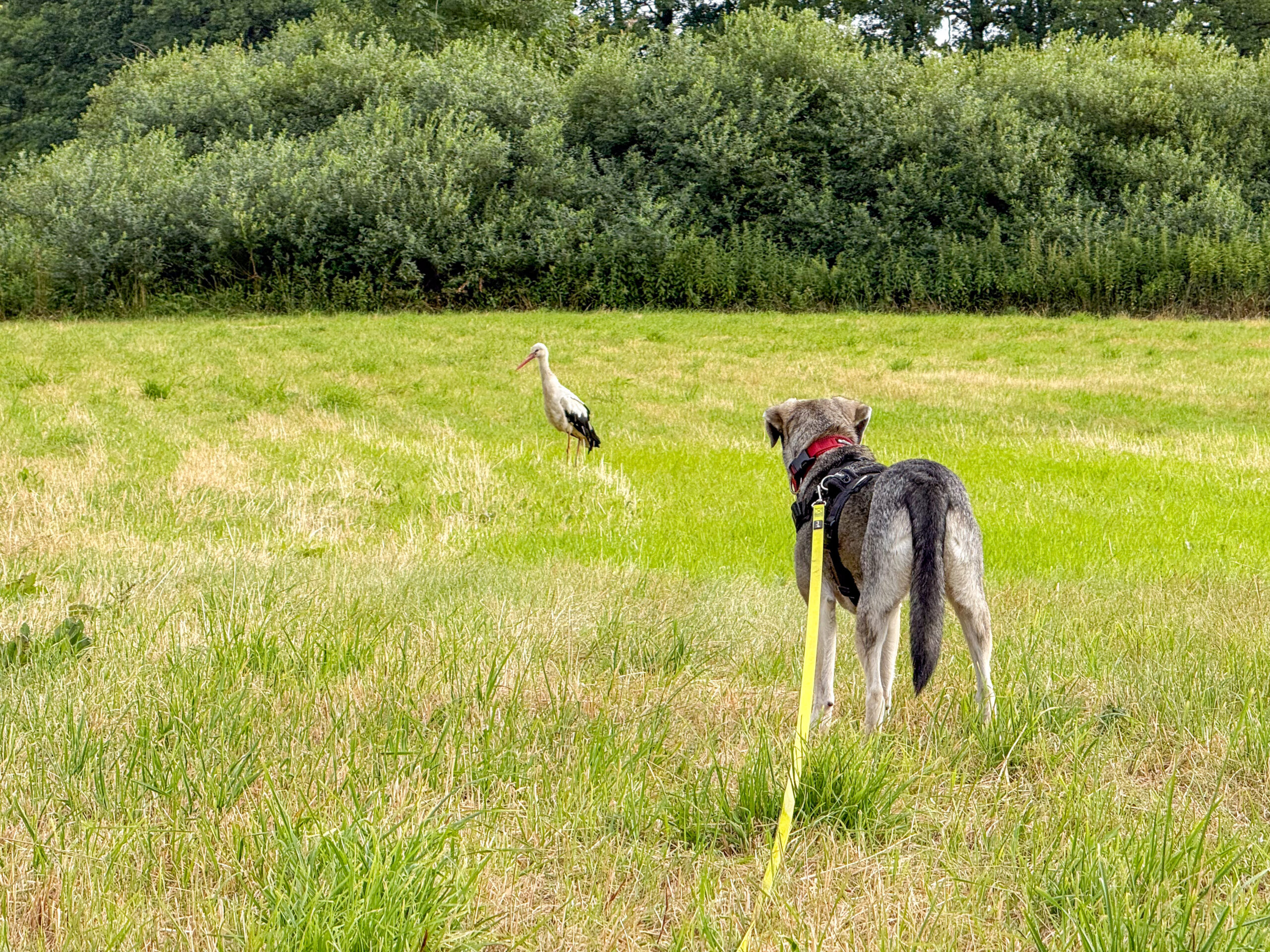 Storch