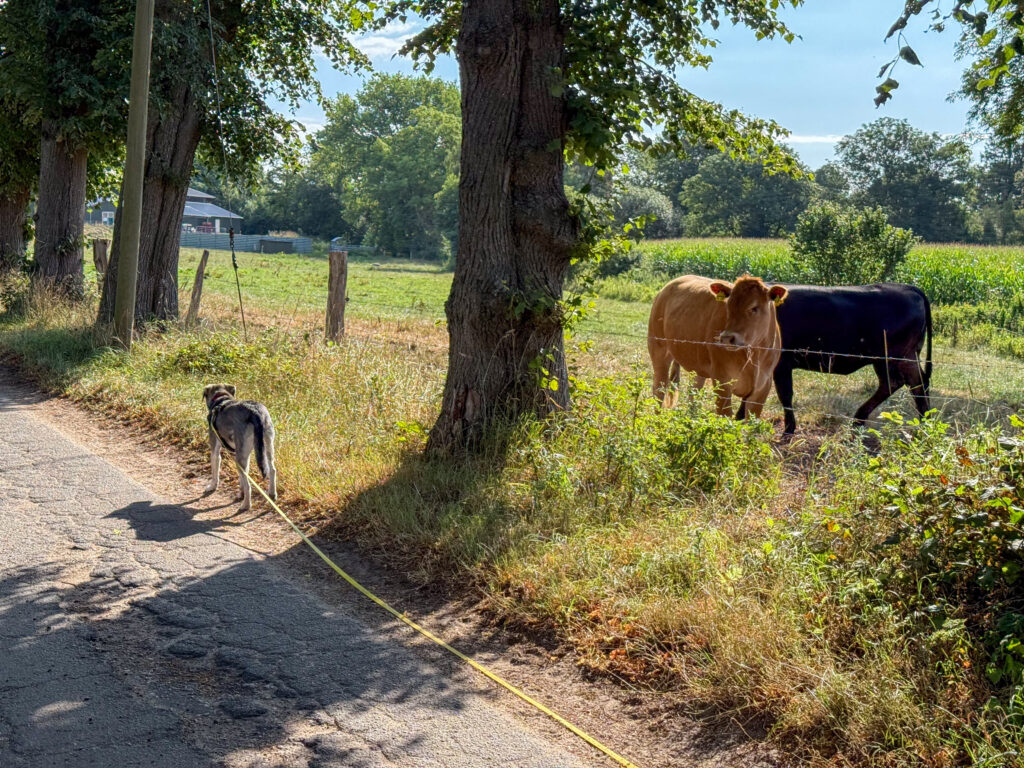 TANUSCHKA an der Kuhweide, die Kühe ignorierend.