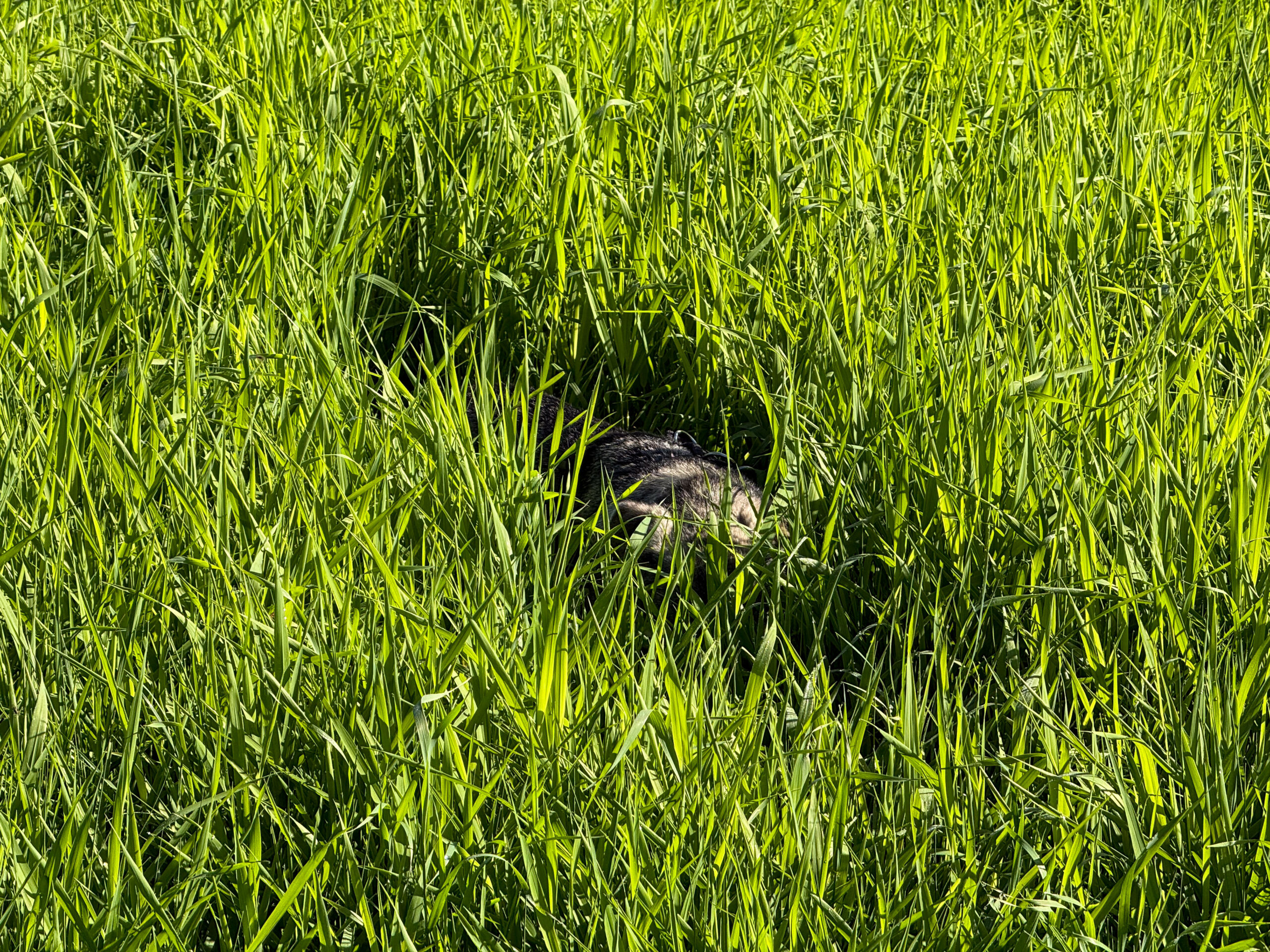 Im hohen Gras …