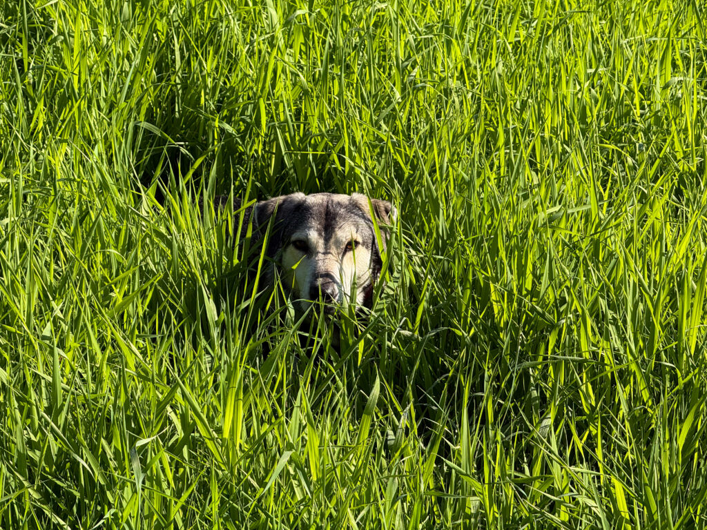 tANUSCHKA versteckt sich im hohen Gras.