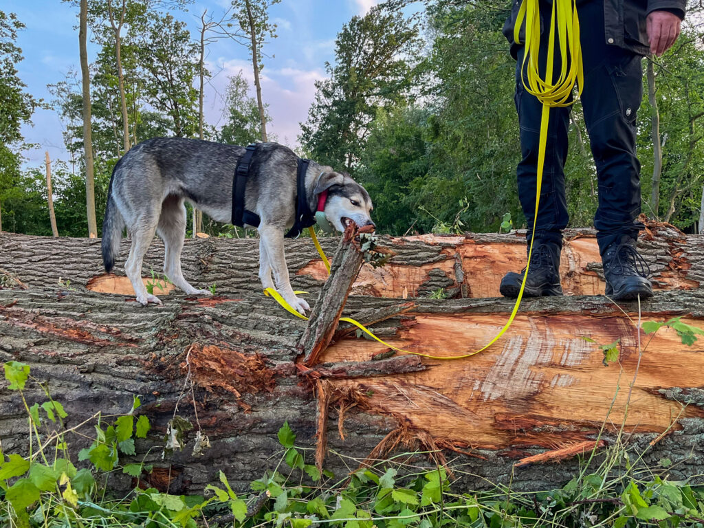 TANUSCHKA reißt Rinde von einem umgesägten Baum ab.